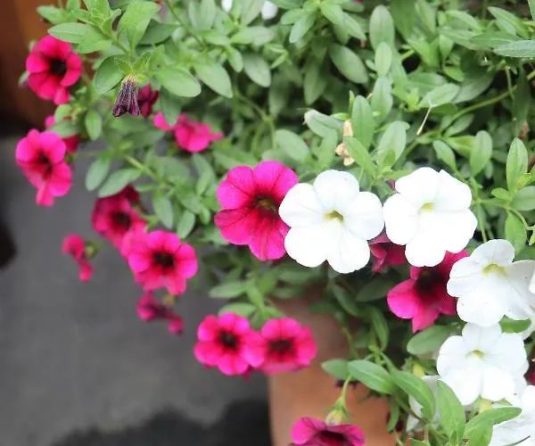 Ferienapart Bergstille לאנגנפלד