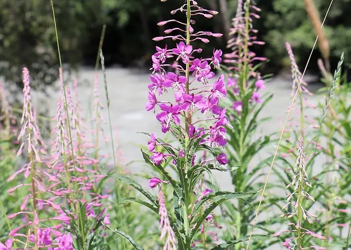 בית הארחה Ferienapart Bergstille לאנגנפלד